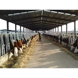 Low Cost Prefabricated Poultry Sheep Cow Dairy Farm Goat House Cowshed Barn Big Storage Building Shed Structure Warehouse