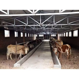 Modern Design Prefabricated Steel Cow Shed and Poultry Farmhouse for Cows,pigs ,sheep